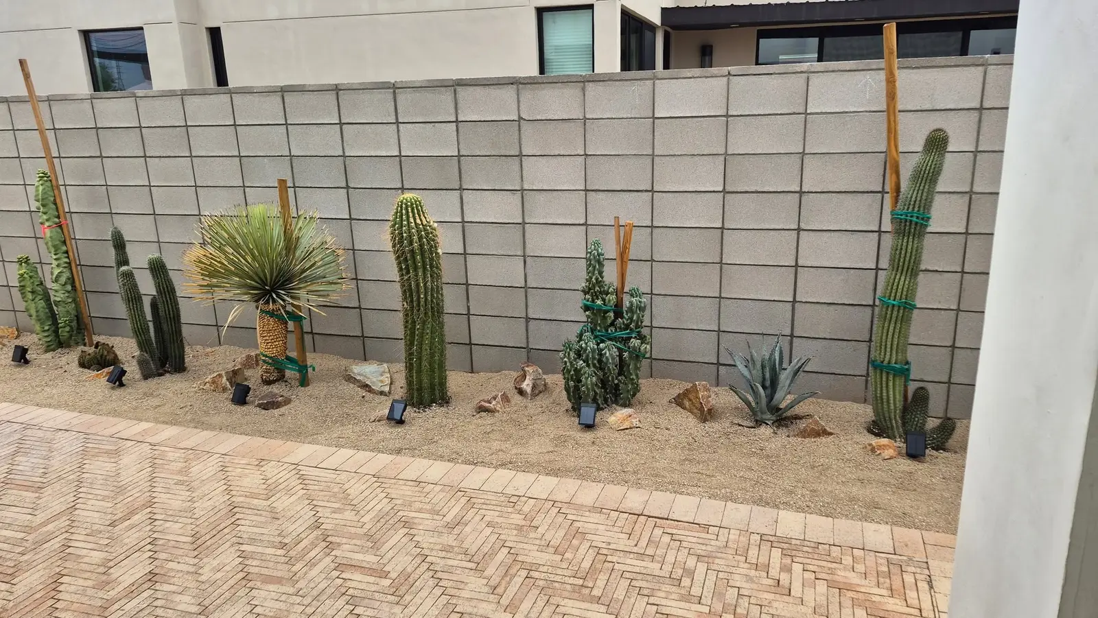 Cacti & Desert Planting project by Mota Landscapes